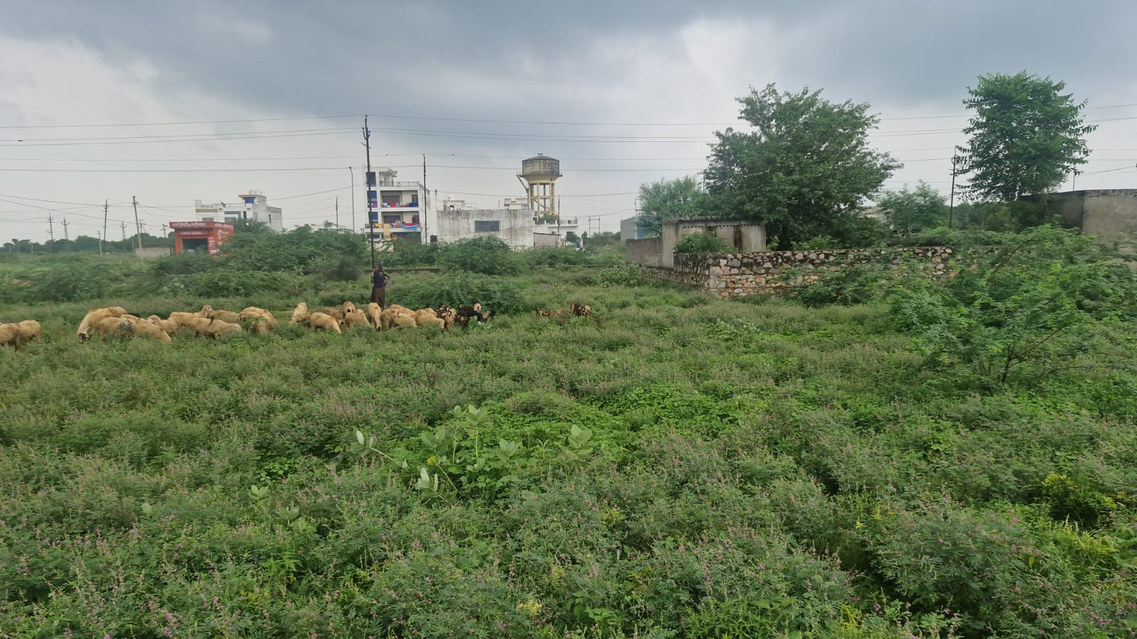 252 Sq Meter Plot for Sale in Malpura Chaur Jaipur | JDA Approved Land-Others-Jaipur